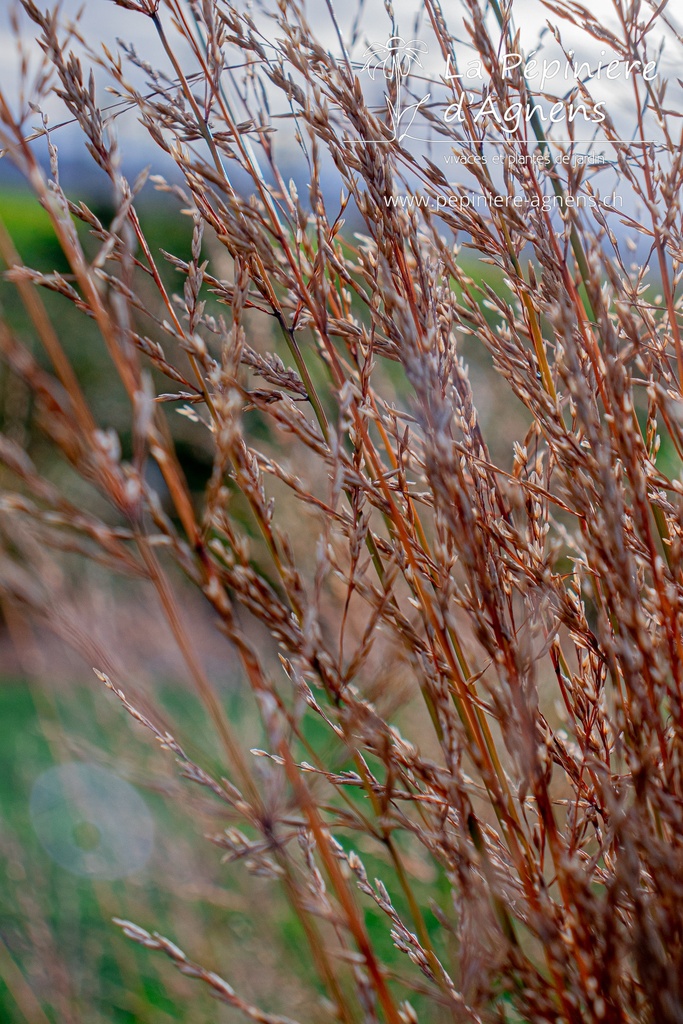 Molinia arundinacea 'Karl Foerster' - La pépinière d'Agnens