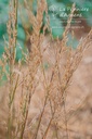 Molinia caerulea 'Edith Dudszus' - La pépinière d'Agnens