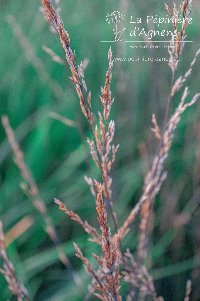 Molinia caerulea 'Edith Dudszus' - La pépinière d'Agnens