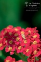 Achillea millefolium 'Paprika' - La Pépinière D'agnens