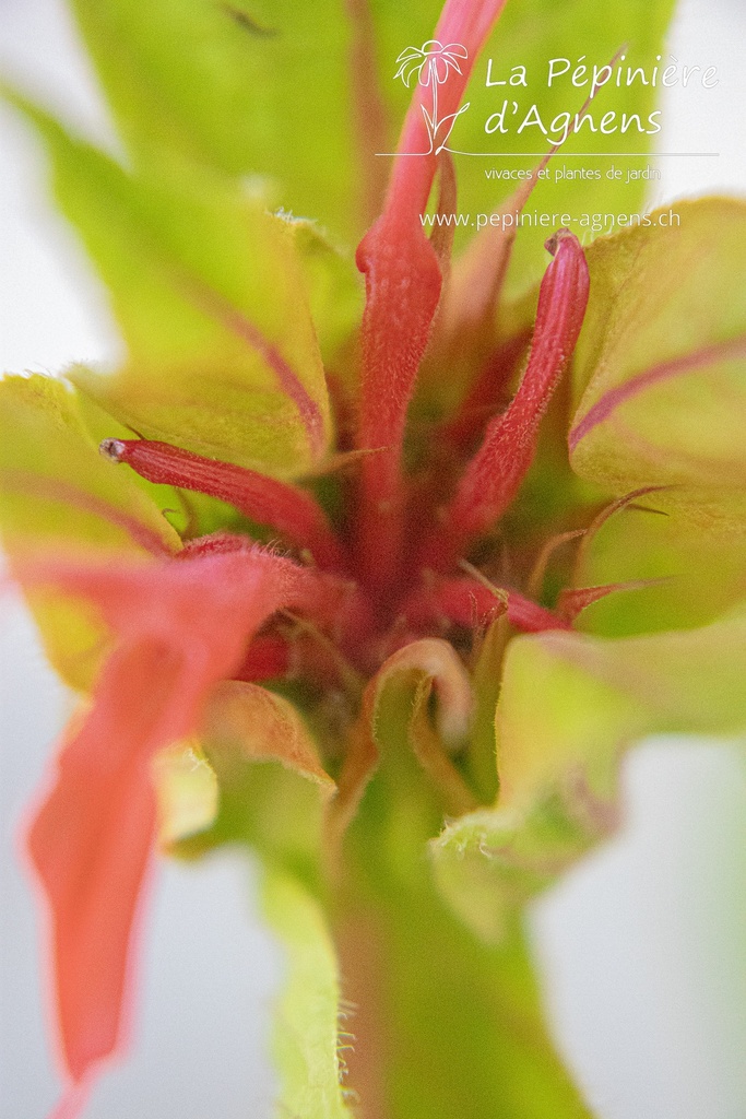 Monarda didyma - La pépinière d'Agnens