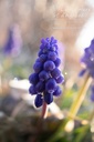 Muscari armeniacum - La pépinière d'Agnens