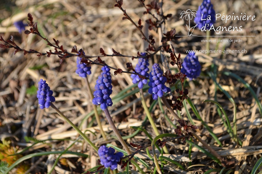 Muscari armeniacum - La pépinière d'Agnens