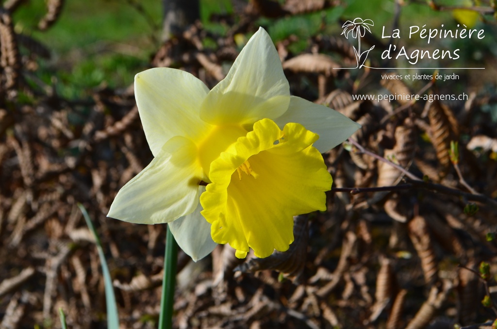 Narcissus Grp. trompette 'Las Vegas' - La pépinière d'Agnens