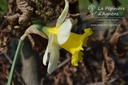 Narcissus Grp. trompette 'Las Vegas' - La pépinière d'Agnens
