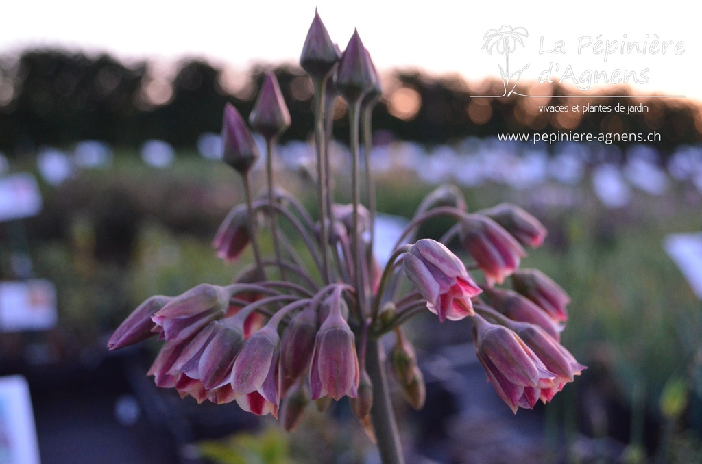 Allium siculum - La pépinière d'Agnens