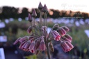 Allium siculum - La pépinière d'Agnens