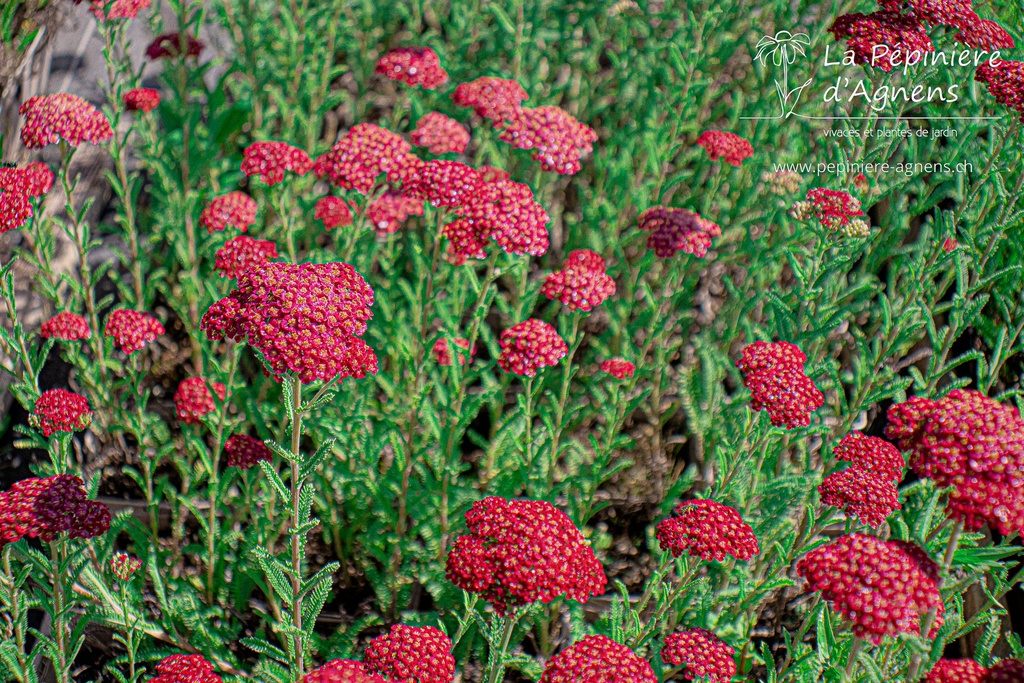 Achillea millefolium 'Red Velvet' - La Pépinière D'agnens