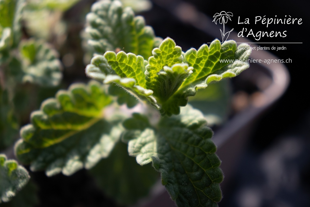 Nepeta faassenii (x) 'Six Hills Giant' - La pépinière d'Agnens