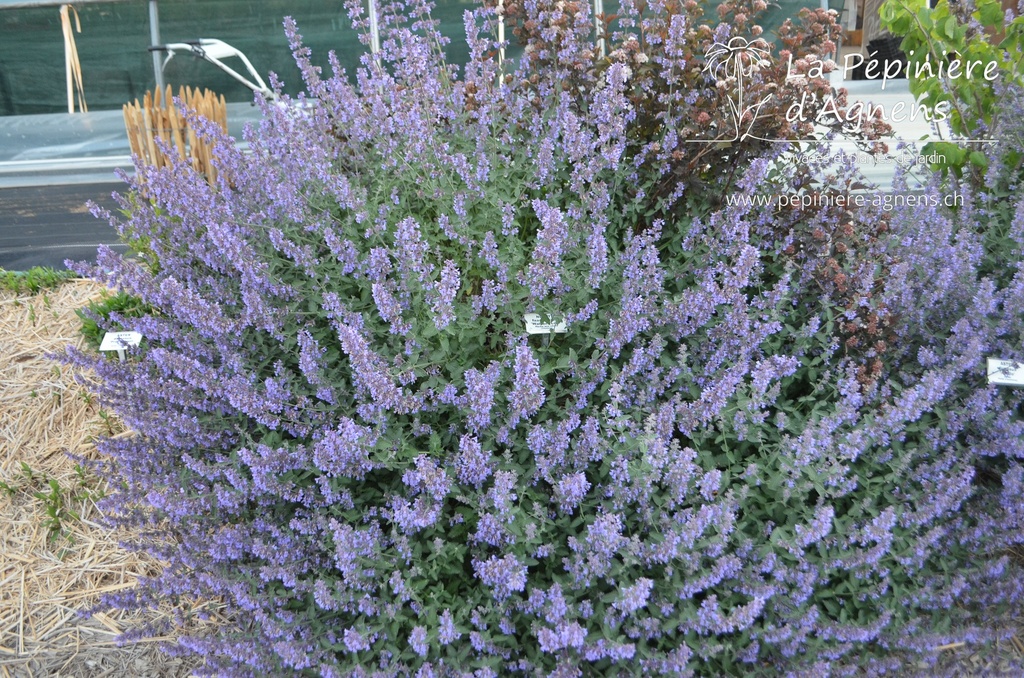 Nepeta faassenii (x) 'Walker's Low' - La pépinière d'Agnens