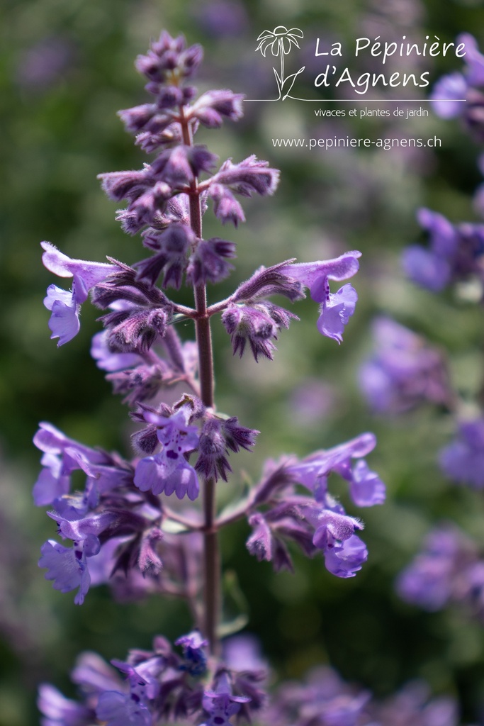 Nepeta faassenii (x) 'Walker's Low' - La pépinière d'Agnens