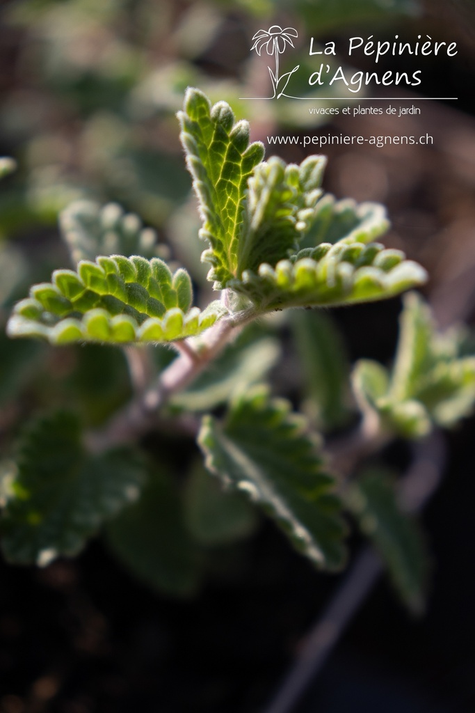 Nepeta faassenii (x) 'Walker's Low' - La pépinière d'Agnens