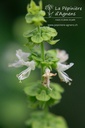 Ocimum basilicum 'Genoveser' - La pépinière d'Agnens