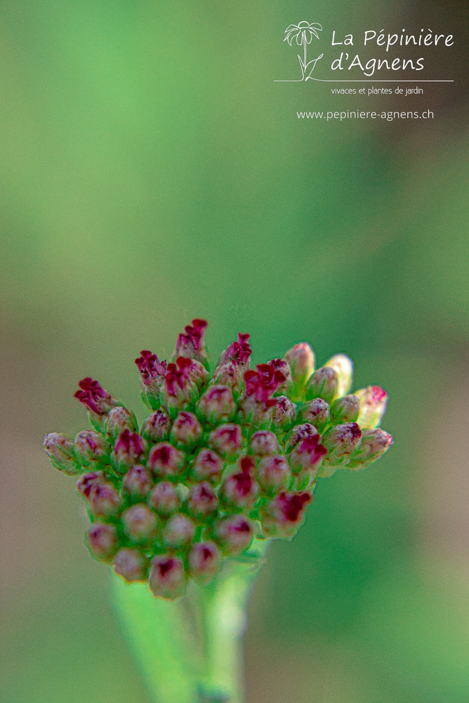 Achillea millefolium 'Red Velvet' - La Pépinière D'agnens