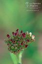 Achillea millefolium 'Red Velvet' - La Pépinière D'agnens