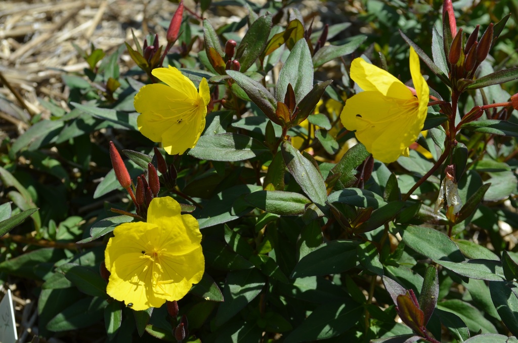 Oenothera fruticosa 'Sonnenwende' - La pépinière d'Agnens