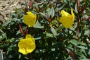 Oenothera fruticosa 'Sonnenwende' - La pépinière d'Agnens