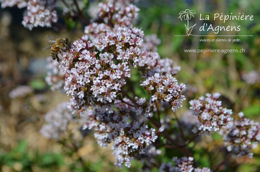 Origanum laevigatum 'Herrenhausen' - La pépinière d'Agnens