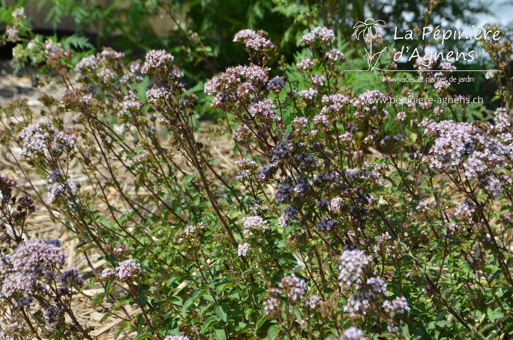 Origanum laevigatum 'Herrenhausen' - La pépinière d'Agnens