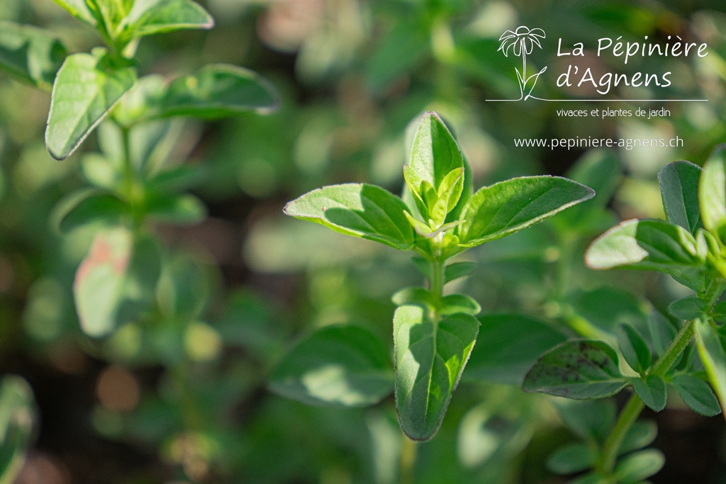 Origanum laevigatum 'Herrenhausen' - La pépinière d'Agnens