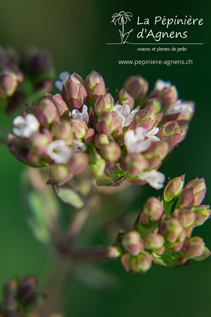 Origanum laevigatum 'Herrenhausen' - La pépinière d'Agnens