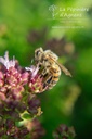 Origanum vulgare 'Compactum' - La pépinière d'Agnens