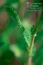 Achillea millefolium 'Red Velvet' - La Pépinière D'agnens