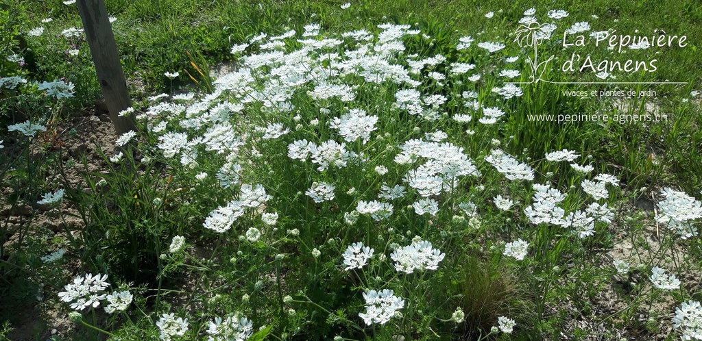 Orlaya grandiflora - La pépinière d'Agnens