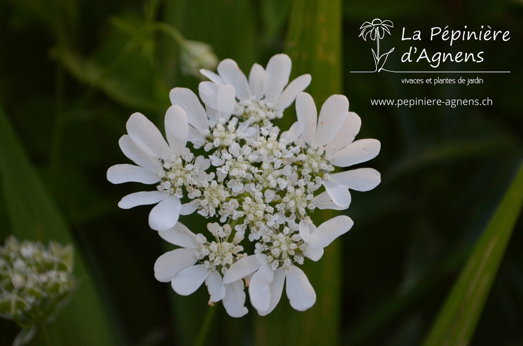 Orlaya grandiflora - La pépinière d'Agnens