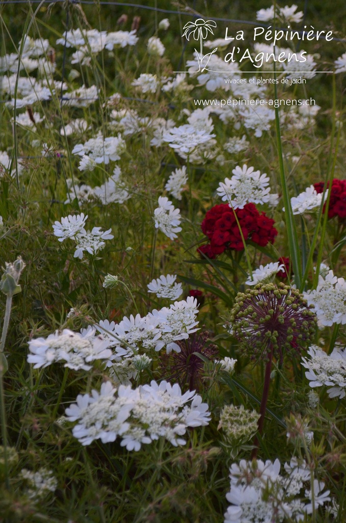 Orlaya grandiflora - La pépinière d'Agnens