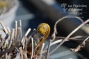 Osmunda regalis - La pépinière d'Agnens