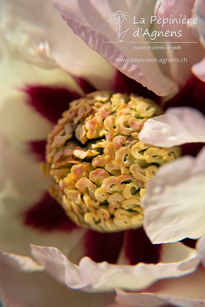 Paeonia itoh 'Pastel Splendor' - La pépinière d'Agnens