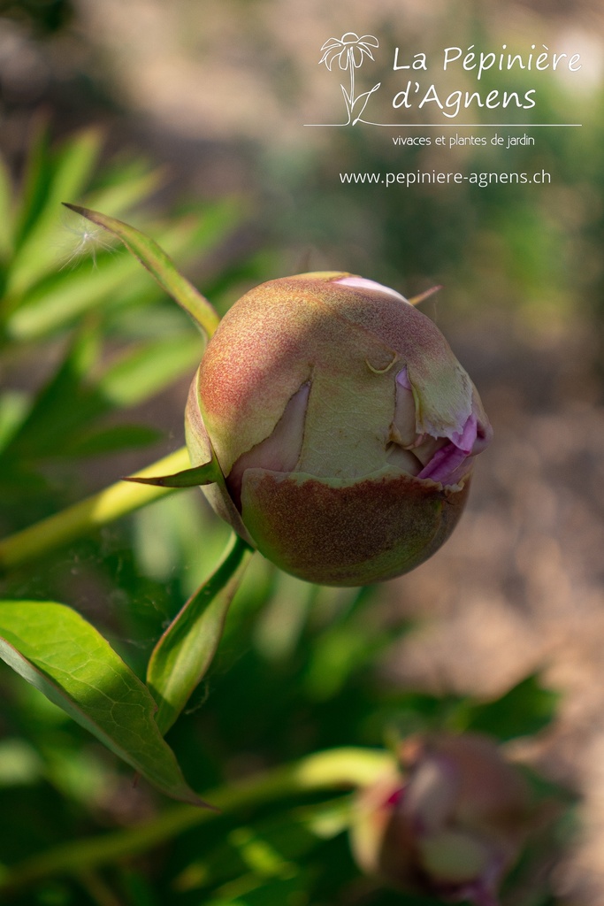 Paeonia itoh 'Pastel Splendor' - La pépinière d'Agnens