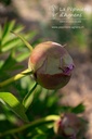 Paeonia itoh 'Pastel Splendor' - La pépinière d'Agnens