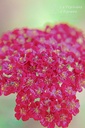 Achillea millefolium 'Red Velvet' - La Pépinière D'agnens