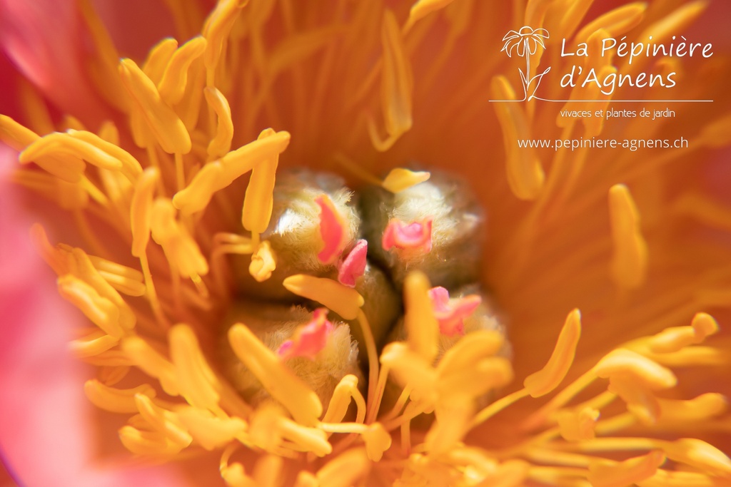 Paeonia lactiflora 'Coral Sunset' - La pépinière d'Agnens