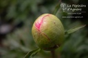 Paeonia lactiflora 'Coral Sunset' - La pépinière d'Agnens