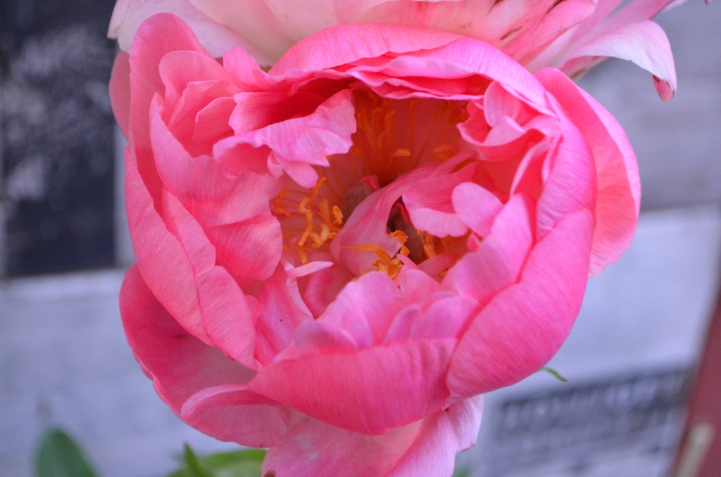 Paeonia lactiflora 'Coral Sunset' - La pépinière d'Agnens