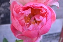 Paeonia lactiflora 'Coral Sunset' - La pépinière d'Agnens