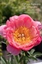 Paeonia lactiflora 'Coral Sunset' - La pépinière d'Agnens
