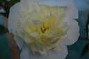 Paeonia lactiflora 'Laura Dessert' - La pépinière d'Agnens