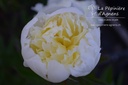 Paeonia lactiflora 'Laura Dessert' - La pépinière d'Agnens