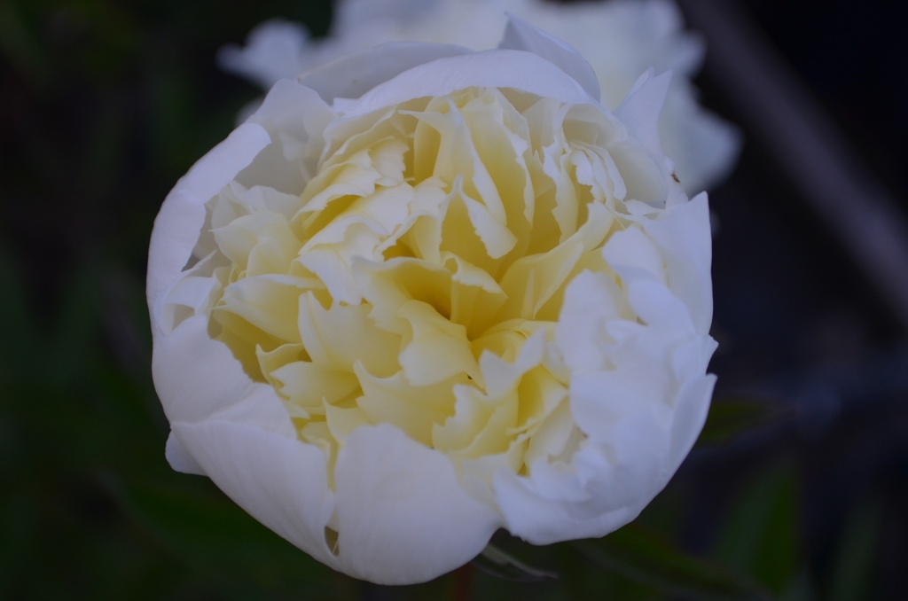 Paeonia lactiflora 'Laura Dessert' - La pépinière d'Agnens