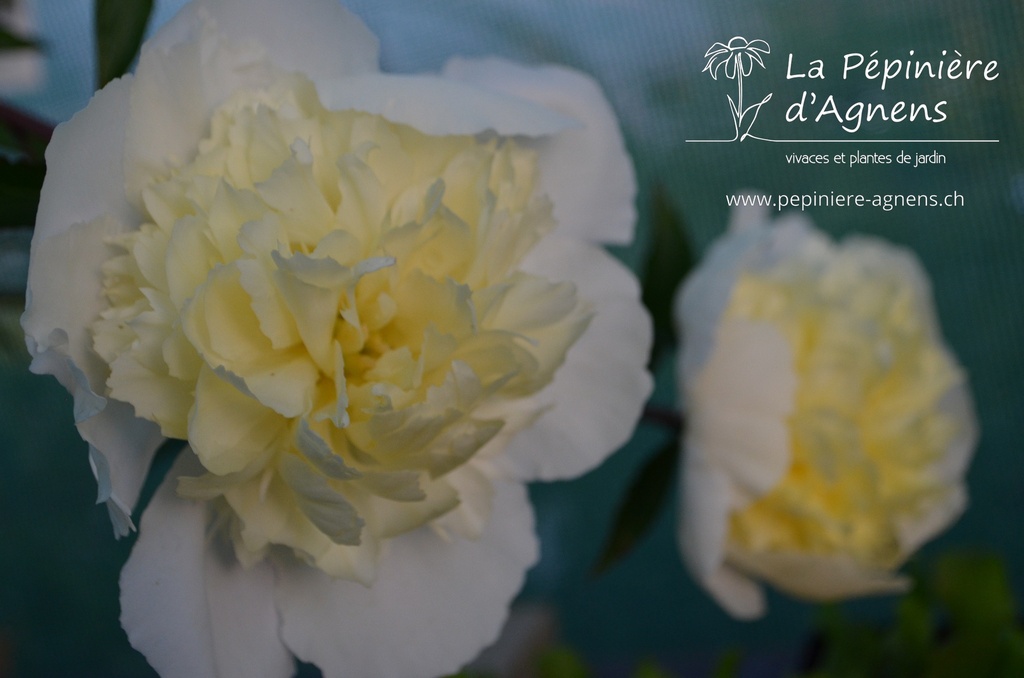 Paeonia lactiflora 'Laura Dessert' - La pépinière d'Agnens