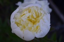 Paeonia lactiflora 'Laura Dessert' - La pépinière d'Agnens