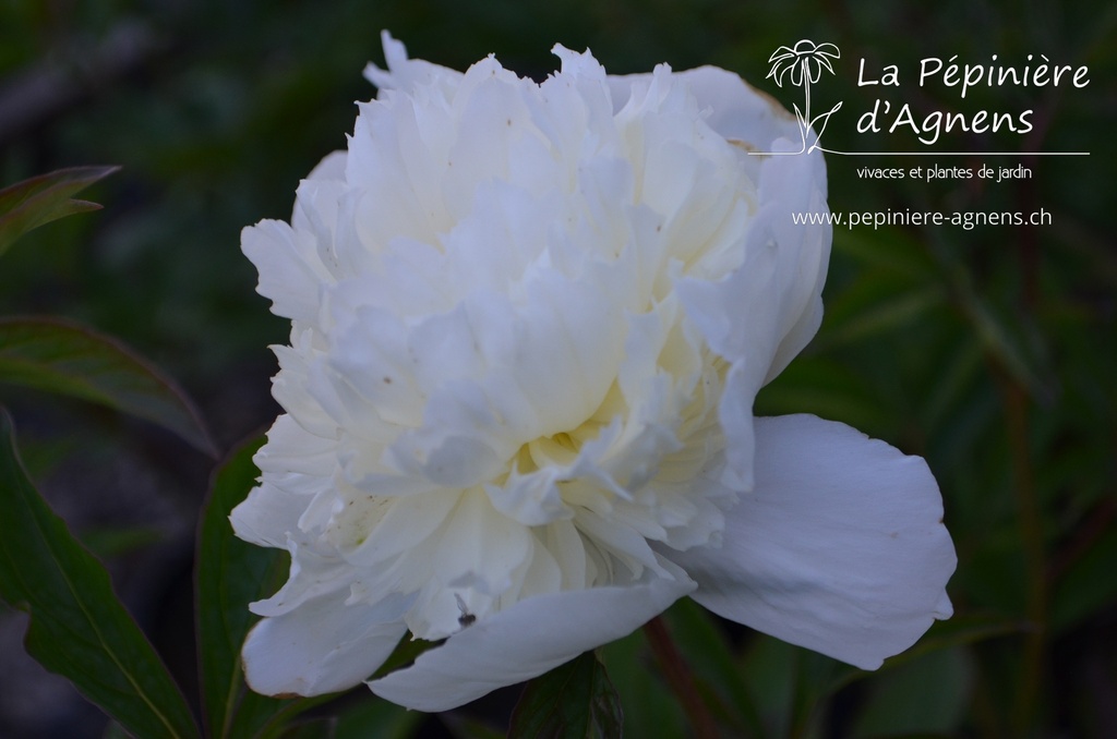 Paeonia lactiflora 'Laura Desse - La pépinière d'Agnensrt'