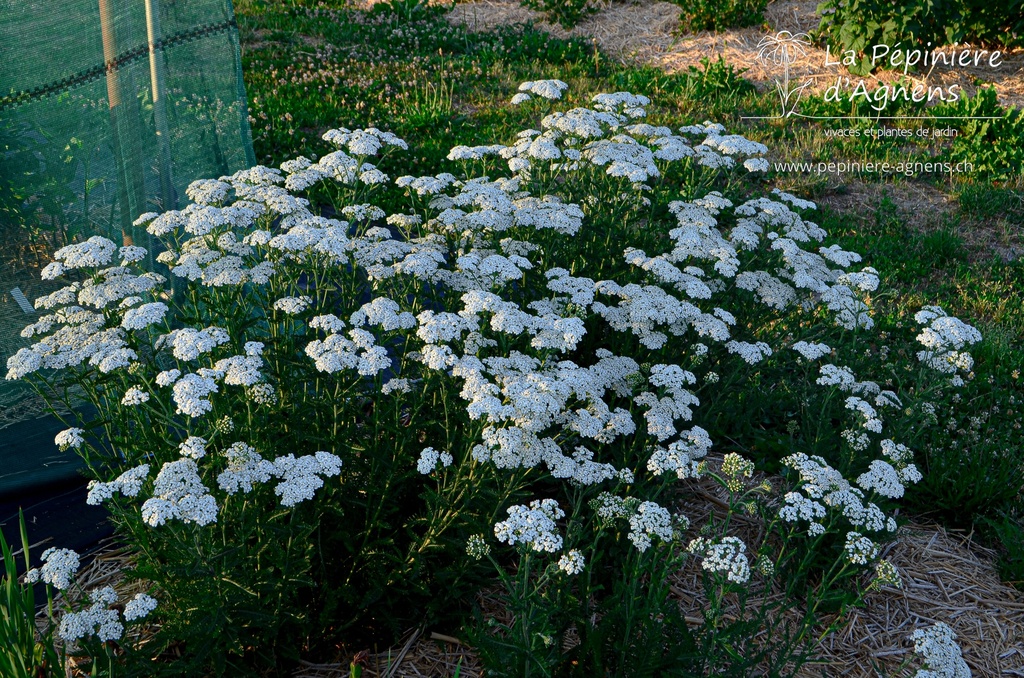 Achillea millefolium 'Schneetaller' - La Pépinière D'agnens