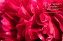Paeonia lactiflora 'Red Charm' - La pépinière d'Agnens