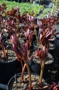 Paeonia lactiflora 'Sarah Bernardt' - La pépinière d'Agnens