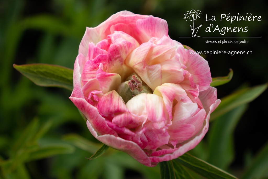 Paeonia officinalis 'Alba Plena' - La pépinière d'Agnens